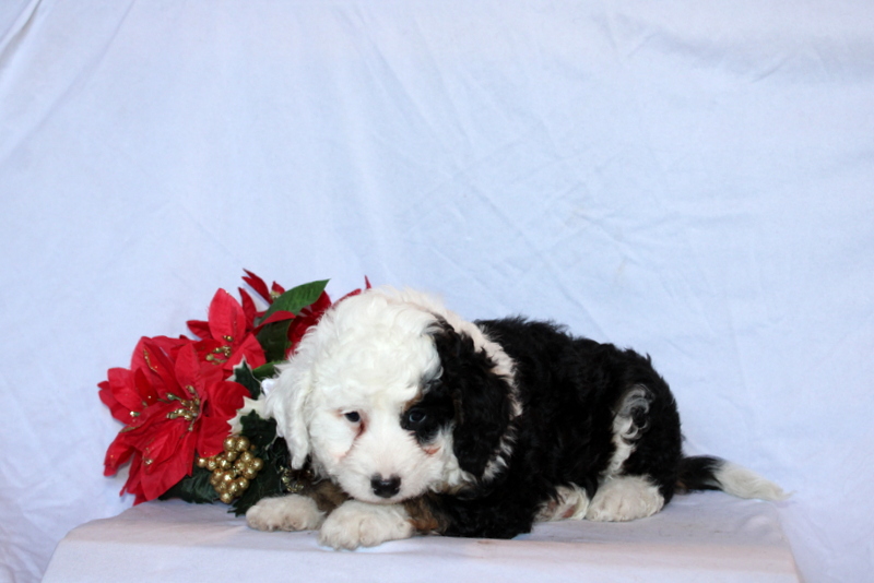 puppy, for, sale, Mini Bernedoodle F2, Matthew B. Stoltzfus, dog, breeder, Gap, PA, dog-breeder, puppy-for-sale, forsale, nearby, find, puppyfind, locator, puppylocator, aca